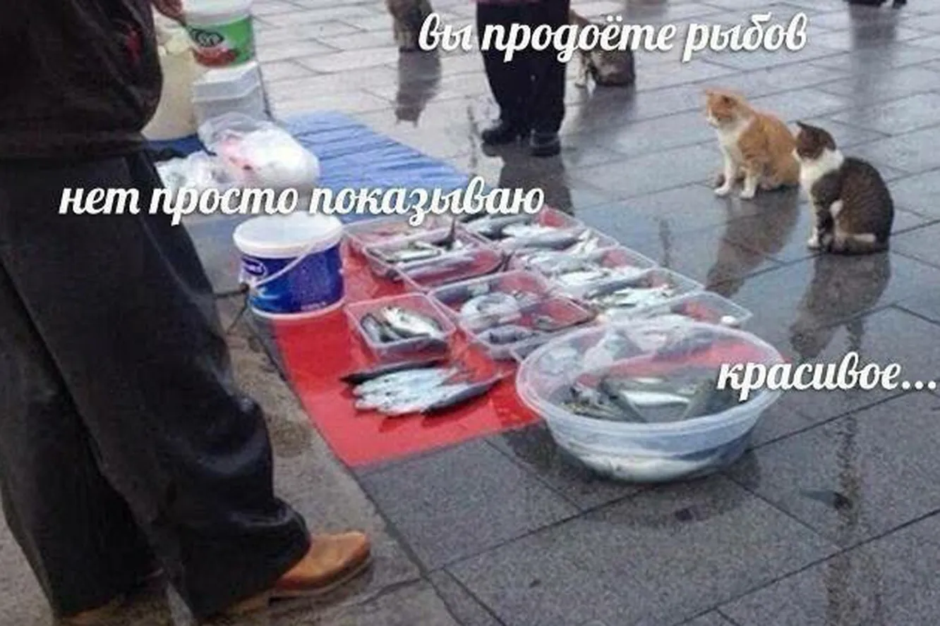 Знаменитый мем про рыбов и красивое